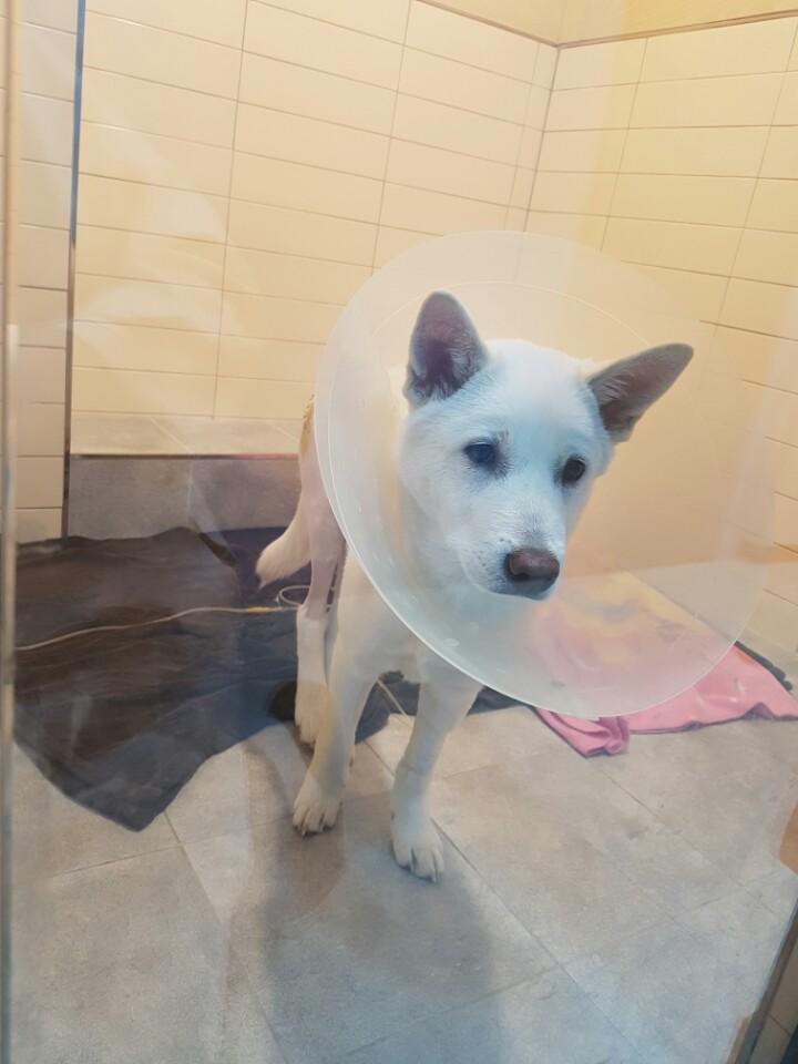 08_로얄동물메디컬센터_24시 동물병원_강아지 교통사고 후유증_대퇴골두 괴사_회복 후 얼굴사진.jpg